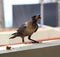 Crow with food on the windowsill. Close up