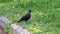Crow on grass in city