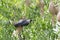 A crow hanging and looking to weaver bird nests