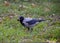 Crow holding an eagle in his beak. Hooded crow on the grass. A bird of the family Corvidae