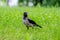 The crow is holding golden crispy corn sticks in its beak. Copy space.