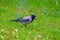 The crow is holding golden crispy corn sticks in its beak. Copy space.