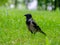 The crow is holding golden crispy corn sticks in its beak. Copy space