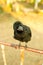 Crow holding on iron traffic barrier