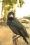 Crow holding on iron traffic barrier