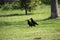 A crow holding a piece of food in its beak