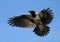 Crow Hover Open Wings, Flying Bird