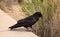 A crow hunting for food in desert brush