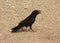 A crow hunting for food in a dry desert in america