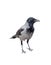 Crow isolated on white background, closeup photo