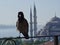 Crow in Istanbul