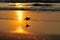 Crow lands on an ocean coast. Sunset.