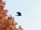 Crow leaving an autumn tree