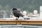 Crow looking for food on alaskan cruise ship