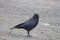 Crow Looking Forward On A Street