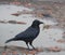 Crow Looking Sideways On A Street