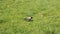 The crow looks for food in the green grass