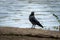 Crow making eye contact with a camera next to a river