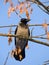 Crow on a maple branch