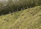 Crow meeting on a small hill