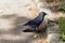 Crow near walkway photo. Profile of calm raven on pathway. Wildlife of mystery bird on path. Abandoned creature bird standing on