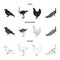 Crow, ostrich, chicken, peacock. Birds set collection icons in black,monochrome,outline style vector symbol stock