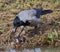 Crow over a dead rat on the coast