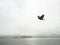 Crow Over New Bedford Harbor