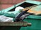 Crow pecks at food on the edge of a green dumpster
