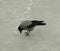 crow pecks at the ice