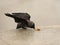 Crow pecks peel of Krakow bagel on a granite slab. Feeding wild animals living in the city. A feathered friend eats bread thrown