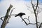 A crow perched on a branch of a dead tree