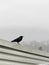 Crow perched on cement on a gray overcast day
