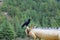 A crow perched on a dragon statue