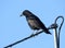 Crow perched on electric cables