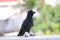 Crow perched on a post in sunshine