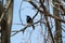 Crow perching in a tree