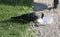 Crow pulls food out of plastic container