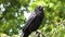 Crow, Raven, Black Birds on Branch in Cherry Tree, Bird in Park, Nature Summer View