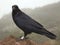 Crow or raven portrait on La Palma