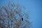 A crow or raven sitting in a tree crown among leafless branches on a clear early spring day