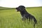 Crow romanian shepard dog in green field