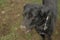 Crow romanian shepard dog in green field with dirty nose of ground