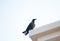 Crow on roof Large black crow perched on roof ledge