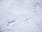 Crow`s footprints on white snow in winter.