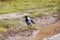 Crow on a sandy road in autumn