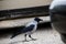 Crow on a sandy road close up