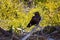 Crow Scavenging On White Silica Sand Beach In Whitsundays Australia