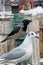 Crow and a seagull on a bridge