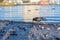 a crow searches for food in the shells on the beach